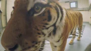 Tiger.