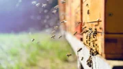 Close up of flying bees. Wooden beehive and bees.