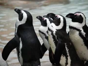 Hier drängeln sich die Brillenpinguine. Ob's Futter gibt? Die Frackträger zählen ganz klar zu den Publikumslieblingen in der Stuttgarter Wilhelma.