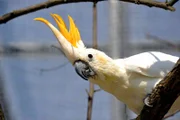 Das Orangenhauben-Kakadu-Paar ist kürzlich in die neuen Volieren eingezogen. Das Weibchen hatte sich gerade erst von Dr. Ochs ihren Schnabel korrigieren lassen.