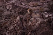 Grand Canyon.