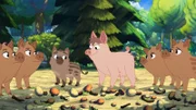 Das Hausschwein Ronnie (Mitte) ist auf der Suche nach Freunden. Doch auch die Müggeldorfer Wildschwein-Familie ist ihm nicht ganz wohlgesonnen.