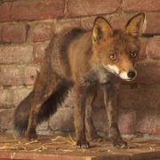 Berlin ist nicht nur voller Menschen und Autos, die Hauptstadt kann auch mit einer außergewöhnlich großen, tierischen Artenvielfalt aufwarten - mehr als 50 Säugetier- und rund 180 Vogelarten hat die Hauptstadt zu bieten. Dank ausgedehnter Grünflächen und vielen Gewässern finden immer mehr tierische Bewohner den Weg in die Stadt. Immer öfter kommt es zu spannenden Begegnungen mit Wildtieren. - Junger Fuchs