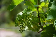 Detailaufnahme von Johann Pabsts und Siegfried Stallers Weingut