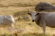 Die Hänge um den Belmeken-Gipfel ähneln aus der Luft einer Steppenlandschaft und zählen zu den größten und üppigsten Weideflächen Bulgariens.