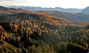Wald Dachsteinplateau.