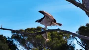 Der Fischadler „Mateo“ lebt seit Jahren auf Formentera.