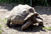 Im Tierpark machen die Riesenschildkröten ihrem Namen alle Ehre – sie sind mittlerweile so groß geworden, dass sie langsam nicht mehr durch die Tür passen!