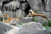 Im Alfred-Brehm-Haus haben die Paarungsversuche zwischen Tiger Darius und seiner sibirischen Angetrauten anscheinend Früchte getragen: Tiger-Weibchen Avrora ist zum ersten Mal schwanger!