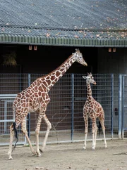 Abschied von Katavi. Der Giraffenbulle kommt in einen Zoo im Norden. Der Abschied fällt nicht nur den Giraffendamen schwer…