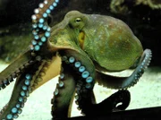 Hier schwimmt ein Schlaumeier. Kraken zählen zu den intelligentesten Unterwassertieren. Der große Kraken-IQ-Test - in der neusten Folge von Eisbär, Affe & Co.