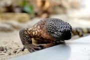 ARD/rbb PANDA, GORILLA & CO., TEIL 270, "Geschichten aus dem Zoo Berlin und Tierpark Berlin", am Donnerstag um 16:10 Uhr im ERSTEN. Skorpionkrusten-Echse im Zoo