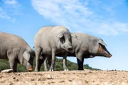 In der Extremadura liegt das Zentrum der spanischen Schinkenproduktion: Das „iberische Schwein“ – wie das „Cerdo-Ibérico“ übersetzt heißt, ist eine weltweit einzigartige Rasse.