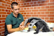ARD/rbb PANDA, GORILLA & CO., TEIL 272, "Geschichten aus dem Zoo Berlin und Tierpark Berlin", Ameisenbärbaby Evita und Tierpfleger Steffen Ernst im Zoo Berlin