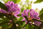 Die immergrünen Feuchtwälder der Strandzha sind die Heimat sogenannter „voreiszeitlicher Reliktpflanzen“ – eine von ihnen: der ’Pontische Rhododendron.