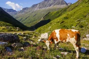 Landschaftsbild Jagdhausalm