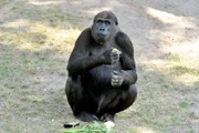 Gorillamädchen Djambala im Zoo Berlin