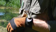 Berlin ist nicht nur voller Menschen und Autos, die Hauptstadt kann auch mit einer außergewöhnlich großen, tierischen Artenvielfalt aufwarten - mehr als 50 Säugetier- und rund 180 Vogelarten hat die Hauptstadt zu bieten. Dank ausgedehnter Grünflächen und vielen Gewässern finden immer mehr tierische Bewohner den Weg in die Stadt. Immer öfter kommt es zu spannenden Begegnungen mit Wildtieren. - NaturRanger Björn Lindner (Leiter der Naturschutzstation Marienfelde) hält eine junge Stockente im Arm.