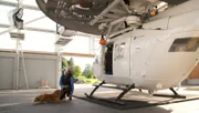 Lawinenhund Chilli und ihr Trainer Günther üben gemeinsam das Abseilen vom Helikopter.