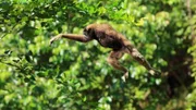 Gibbons sind an das Leben in den Wäldern Borneos perfekt angepasst.