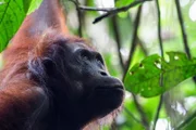 Männlicher Orang-Utan, Borneo