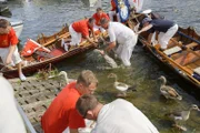 SRF DOK Auf der Themse – Englands könglicher Fluss Die Queens Royal Swan Marker zählen im Auftrag Ihrer Majestät den königlichen Schwanennachwuchs.
