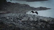 An eagle flies over Port Protection.