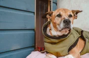 Hündin Sunny gibt dem Duisburger Tierheim-Team Rätsel auf. Warum kann sie nicht richtig laufen? Eine Untersuchung beim Tierarzt soll Gewissheit bringen. Danach muss das Team erst richtig kreativ werden.