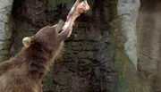 Der Kamtschatkabär lässt sich ein saftiges Fleischstück schmecken. Der Kamtschatkabär lässt sich ein saftiges Fleischstück schmecken.