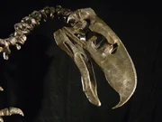 From National Geographic Channel's Prehistoric Predators, a metal Titanis sculpture at the Florida Museum Natural History at Gainesville, Florida.