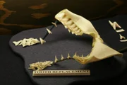 Aus dem National Geographic Channel's Prehistoric Predators, Haizahn-Ersatz aus Gordon Hubble's Shark Farm.