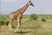 Die Rothschild-Giraffe ist vom Aussterben bedroht. Sie ist eine von vier Giraffenarten und gehört zur Unterart der Nord-Giraffe.