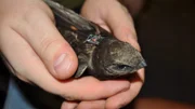Dieser Mauersegler trägt einen Datenlogger. Der zeichnet genau auf, wo sich der Vogel aufhält.