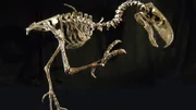 Aus National Geographic Channel's Prehistoric Predators, Skeleton reconstruction, Badlands Ntl Park, SD.