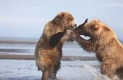 An der Westküste Alaskas ernähren sich Küstenbraunbären meist von Muscheln und Fischen. Treffen zwei Männchen zusammen, kommt es immer wieder zu Auseinandersetzungen.