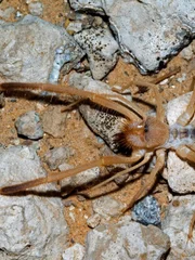 Solifugid / sun spider / wind scorpion (Eremochelis bilobatus) foraging in desert, Arizona.