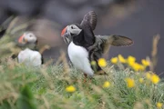 40 Prozent der Weltpopulation der Papageitaucher brüten auf Island. Ihre Nahrung aus dem Meer wird knapp.