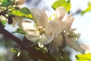 Apfelblüten aus der Gegend von Bad Windsheim und Burgbernheim in Mittelfranken.