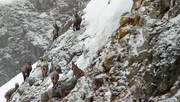 Wunderwelt Schweiz – Winterliches Graubünden Erzählt von Max Moor – Film von Ulf Marquardt Alpensteinböcke in Graubünden