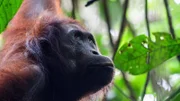 Die Orang-Utans sind auf Borneo vom Aussterben bedroht, da ihnen ihr Lebensraum genommen wird.