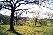 Blick auf Streuobstbestände in der Gegend von Bad Windsheim und Burgbernheim in Mittelfranken.