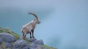 Steinbock.