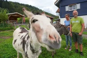 Mit viel Herzblut bewirtschaften Claudia und Martin Grimm im Allgäu einen kleinen, aber feinen Bio-Milchviehbetrieb wie aus dem Bilderbuch mit 25 Kühen, fünf Kälbern, drei Eseln, zwei Lamas und Hühnern.