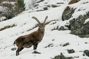 Wunderwelt Schweiz – Winterliches Graubünden  Erzählt von Max Moor – Film von Ulf Marquardt Alpensteinbock in Graubünden  Copyright: SRF/Ulf Marquardt