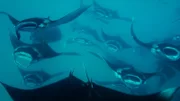 Zu Voll- und Neumond lockt es große Gruppen von Riffmantas in die flachen Gewässer des Baa-Atolls. Hier finden die Mantas ein riesiges Futterangebot an Plankton.