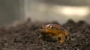 Ein Tomatenfrosch im Testbereich.
