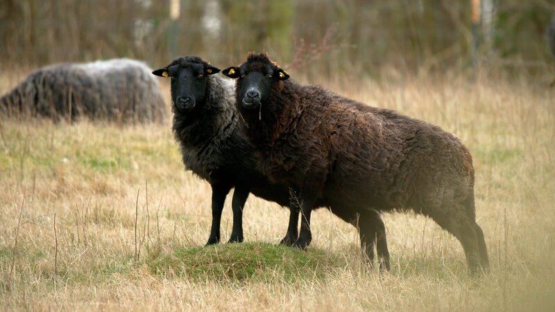 Rügen - Weiße Felsen, grüne Wälder (D, 2023)