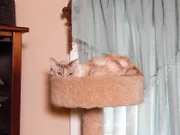 Chloe the cat resting in a perch.
