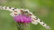 Roter Apollo (Schmetterling).