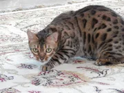 Ducati the cat crouches as he looks forward. Ducati the cat crouches as he looks forward.